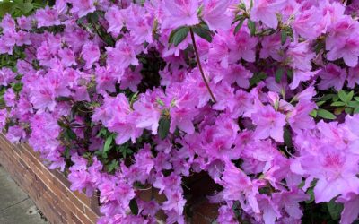 Azaleas – Fact Sheet