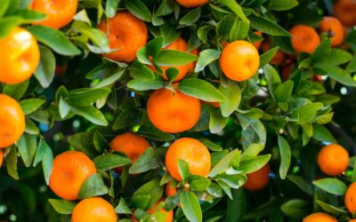 Citrus – Fact Sheet