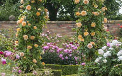 How To Understand Rose Types – Fact Sheet