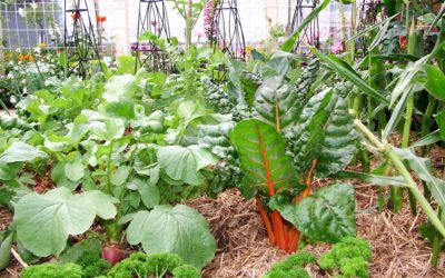 Growing Vegetable Seedlings – Fact Sheet
