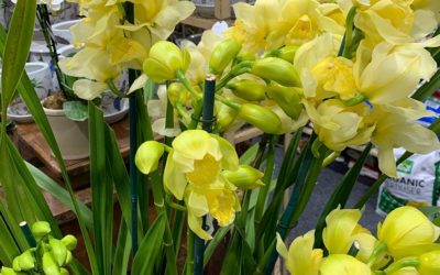 Orchid – Fact Sheet