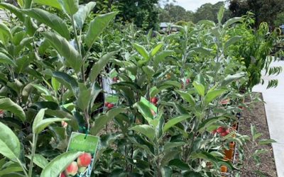 How to Grow Fruit Trees Fact Sheet