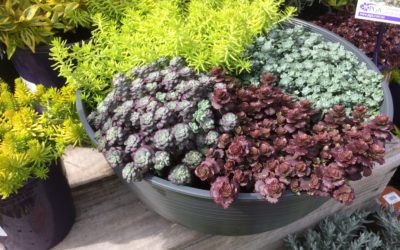 How To grow Cacti & Succulents – Fact Sheet