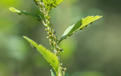 How to Control Aphids in your Garden – Insecticide.