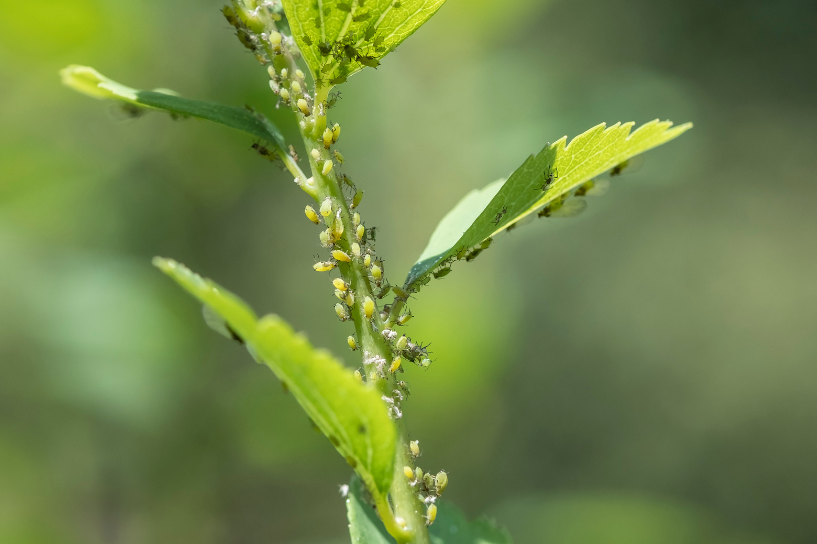 How to Control Aphids in your Garden – Insecticide.